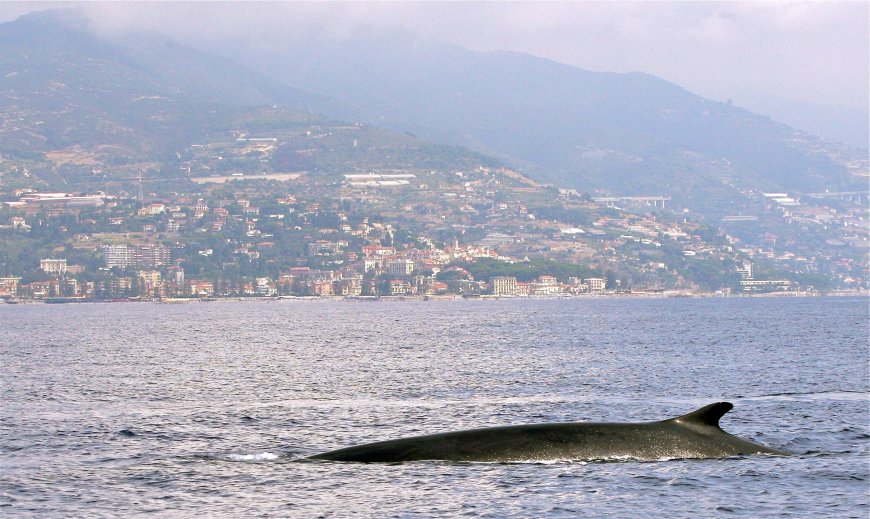 SANTUARIO PELAGOS  Dieci organizzazioni ambientaliste chiedono a Monaco di annullare il Mondiale E1