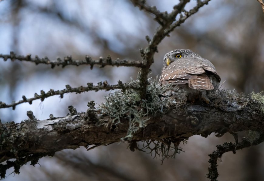 Due mostre fotografiche di Mattia Pizzolo a Perinaldo e Montalto Carpasio, con il progetto “Fuori sentiero”
