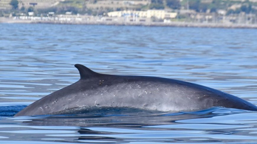 I segreti del Santuario dei Cetacei protagonisti a Laigueglia: appuntamento il 4 agosto con “I delfini del Ponente Ligure”