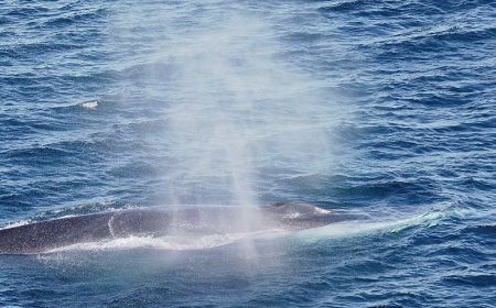 Record di avvistamenti nel Santuario Pelagos