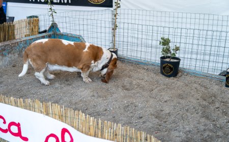 MareCultura 2026, a Pian di Nave la cerca del tartufo con Villiam Casali e i suoi cani: il “Black Prince” di Seborga protagonista a Sanremo