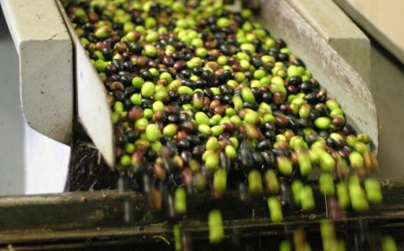 Annata olivicola: al via la stagione delle olive in salamoia IGP