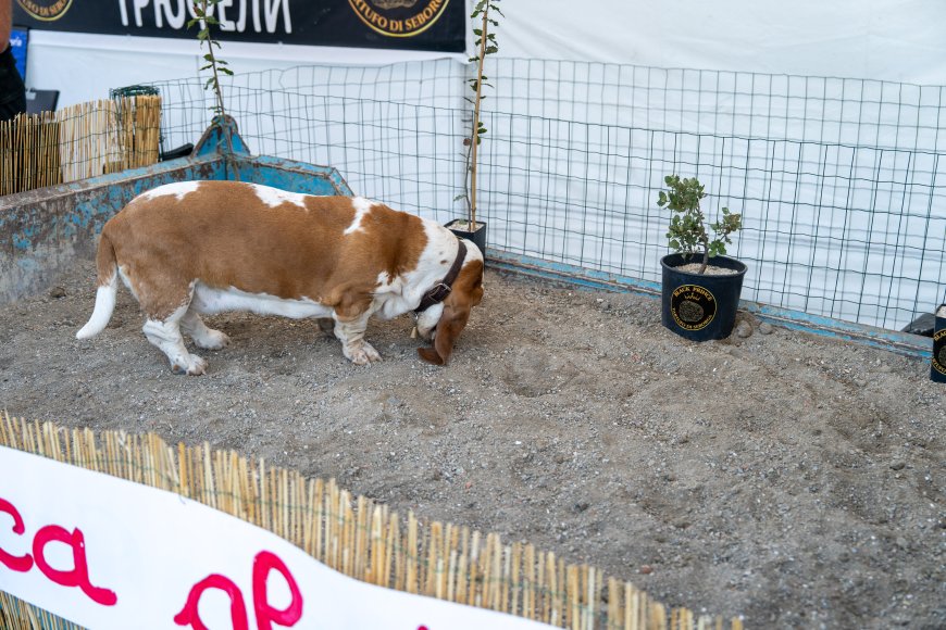 MareCultura 2026, a Pian di Nave la cerca del tartufo con Villiam Casali e i suoi cani: il “Black Prince” di Seborga protagonista a Sanremo