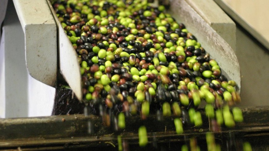 Annata olivicola: al via la stagione delle olive in salamoia IGP